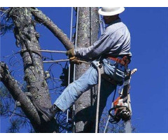 Servicii Profesionale de Defrișare și Curățare Terenuri - 9