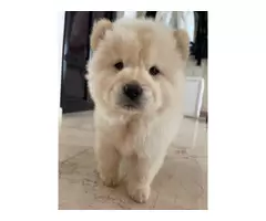 Vand pui Chow Chow