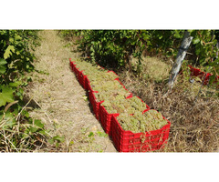 Struguri de Vin Din Vie Vrancea - Calitate la Preturi Mici