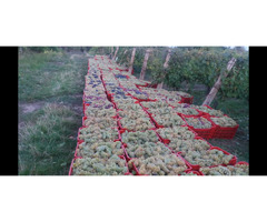 Struguri de Vin Din Vie Vrancea - Calitate la Preturi Mici