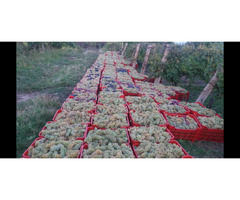Struguri de Vin Din Vie Vrancea - Calitate la Preturi Mici