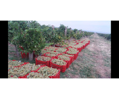 Struguri de Vin Din Vie Vrancea - Calitate la Preturi Mici