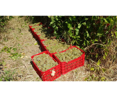 Struguri de Vin Din Vie Vrancea - Calitate la Preturi Mici - 6