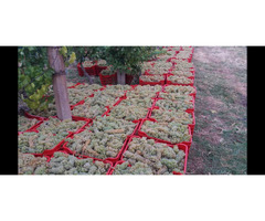 Produse Naturale pentru Vinificare - Struguri de Calitate din Vrancea - 7