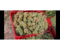 Struguri de Vin Premium  Productie 2025 - Calitate din Vrancea